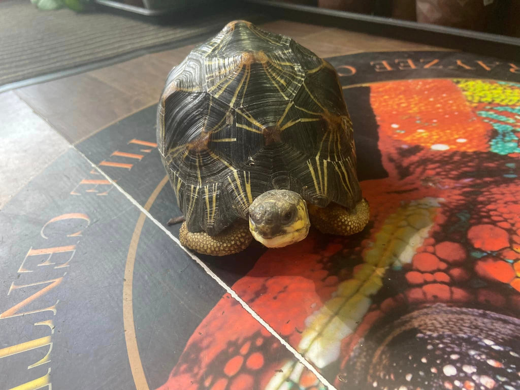 Our Madagascan Radiated Tortoise